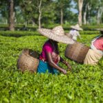 Assam Tea